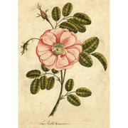 John Derian Garden Rose 1000 Piece Jigsaw Puzzle