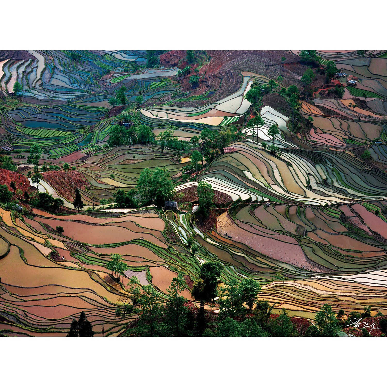 Art Wolfe Rice Terraces 1000 Piece Jigsaw Puzzle