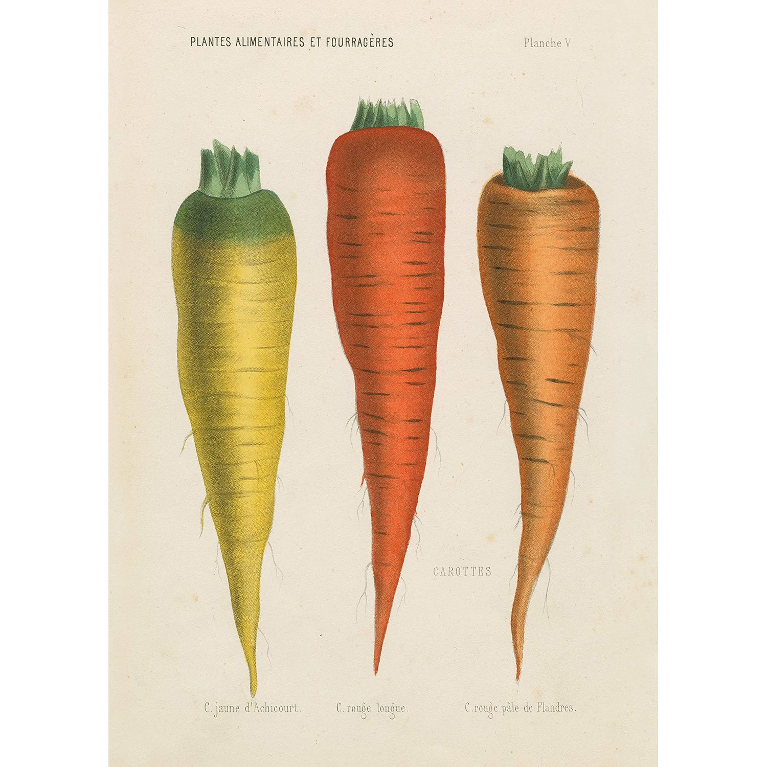 John Derian Three Carrots 1000 Piece Puzzle
